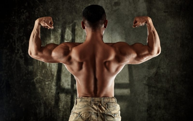 Building Muscle Mass