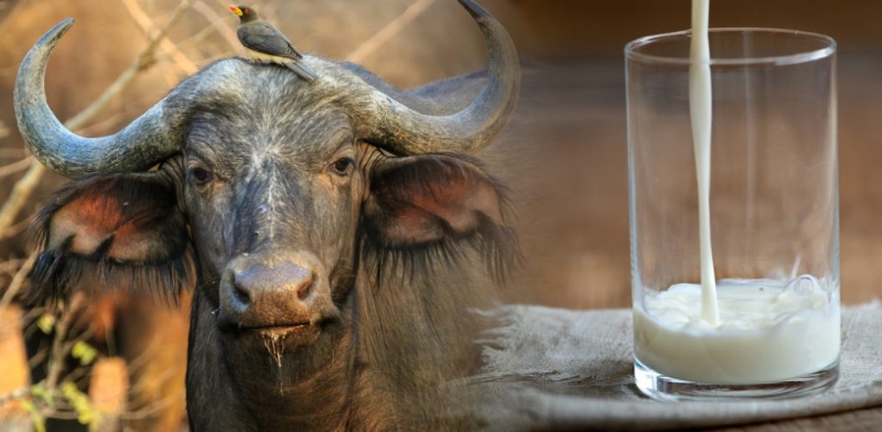 Benefits of WellHealthOrganic Buffalo Milk Tag